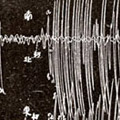 Photograph: Seismographic record of the Great Kantō Earthquake
